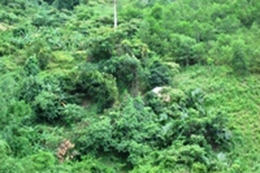 Người đào vàng xuyên thế kỷ chết trên núi Mã Cú