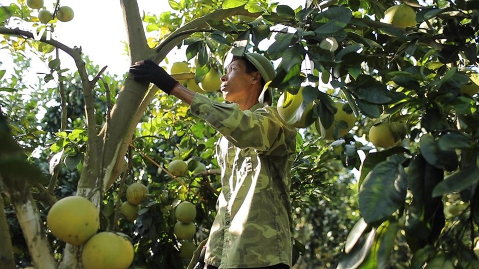 Thu tiền tỷ mỗi năm từ cây có múi nhờ chuyển đổi sang canh tác hữu cơ - 1 Thu tiền tỷ mỗi năm từ cây có múi nhờ chuyển đổi sang canh tác hữu cơ - 1