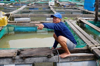 Chủ lồng cá vội bán "lúa non", nín thở cầu bão Kalmaegi tan