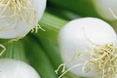 Trị giun bằng hành ta