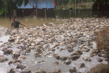 Nghệ An nhiều nơi xác xơ sau lũ