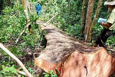 Điều tra các đối tượng cưa hạ 4 cây “khủng”, nghi trả thù cá nhân