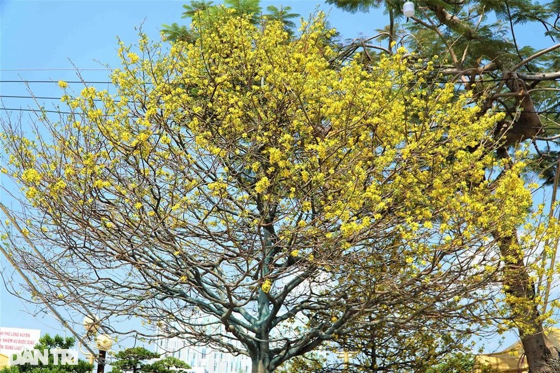 Chiêm ngưỡng lão mai thân xoắn đế móng rồng rao bán 2,8 tỷ đồng - 4 Chiêm ngưỡng lão mai thân xoắn đế móng rồng rao bán 2,8 tỷ đồng - 4
