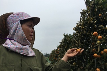 Vườn quất cảnh bị phá hoại, người dân khóc ròng vì mất Tết