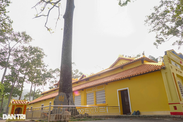 Chiêm ngưỡng cây dầu "khủng" 200 năm tuổi trên ngọn núi ở An Giang