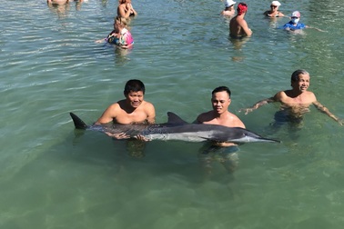 Cá heo nặng 60 kg dạt vào bờ biển Nha Trang