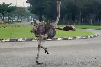 Đà điểu chạy trên đường ở TPHCM đã chết