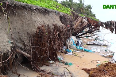 Bờ biển Hội An tiếp tục bị sạt lở