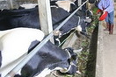 IDP tích cực giúp nông dân Ba Vì xây dựng nghề ổn định