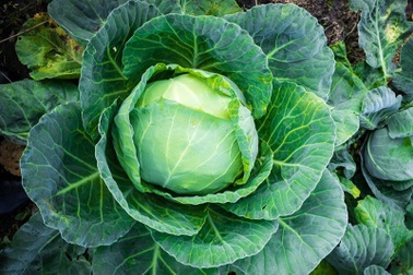 Những lợi ích sức khỏe tuyệt vời của bắp cải