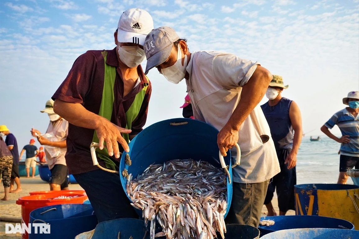 Trúng đậm những mẻ cá tí hon, ngư dân kiếm tiền triệu sau vài giờ ra khơi - 5 Trúng đậm những mẻ cá tí hon, ngư dân kiếm tiền triệu sau vài giờ ra khơi - 5