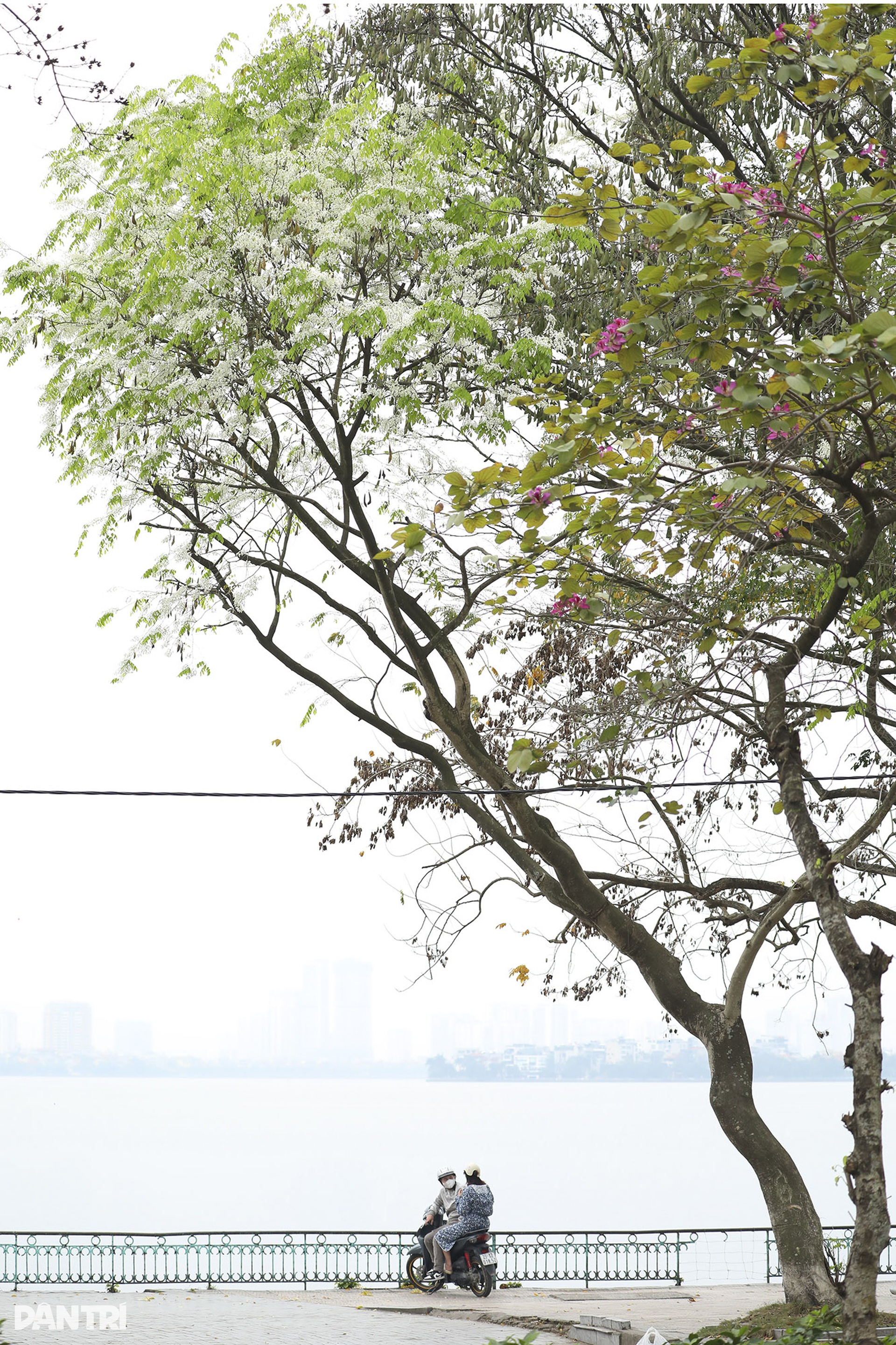 Hoa sưa nở trắng nhiều tuyến phố Hà Nội - 12 Hoa sưa nở trắng nhiều tuyến phố Hà Nội - 12