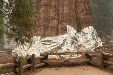 Lo "giặc lửa", Mỹ bọc nhôm bảo vệ cây lớn nhất thế giới