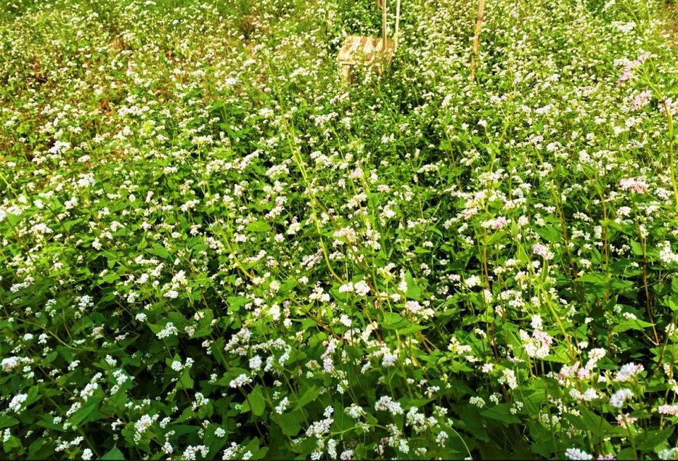 Chiêm ngưỡng vườn hoa tam giác mạch giữa đất Tây Đô - 2 Chiêm ngưỡng vườn hoa tam giác mạch giữa đất Tây Đô - 2
