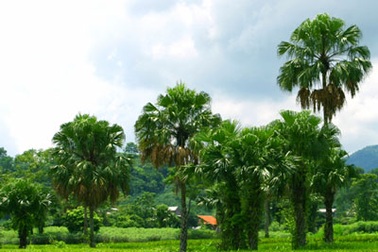 Trở về với tuổi thơ