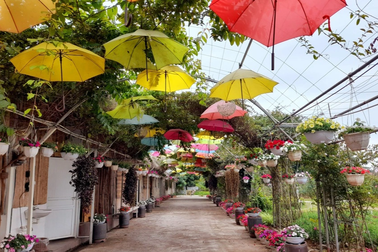 Hà Nội: Nhiều mô hình nông nghiệp biến tướng thành điểm du lịch