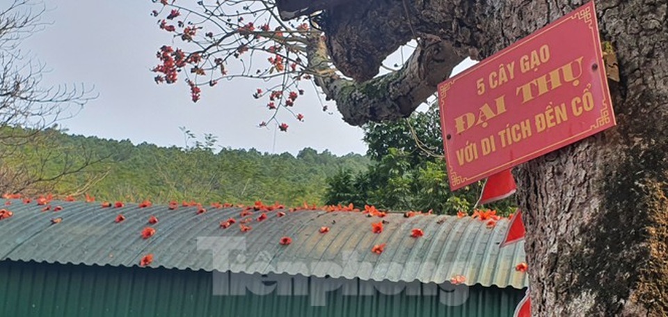 Trầm trồ vẻ đẹp 5 gốc gạo cổ thụ độc đáo ở Đồ Sơn - 3 Trầm trồ vẻ đẹp 5 gốc gạo cổ thụ độc đáo ở Đồ Sơn - 3