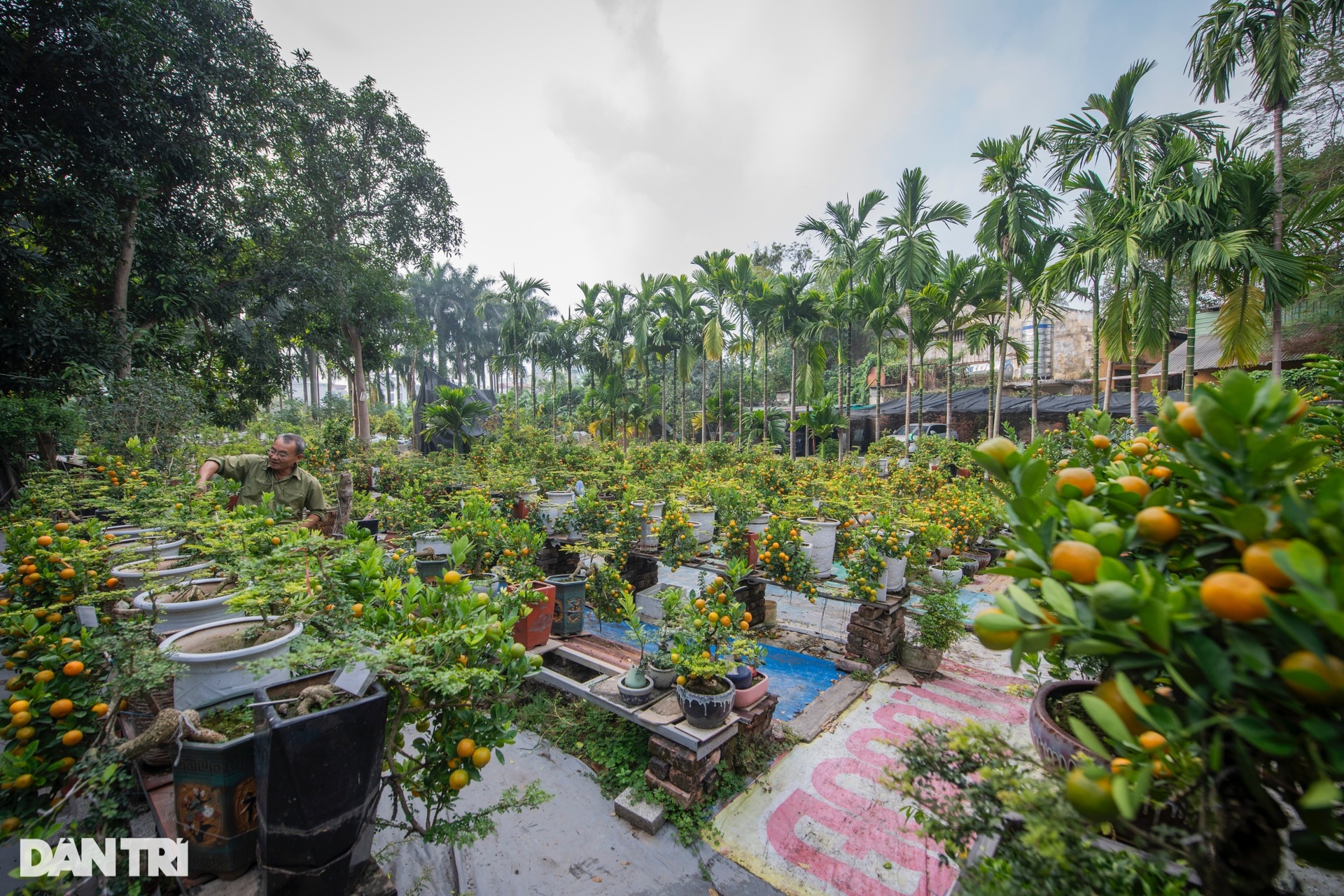 Hanoi garden owner grafts kumquats with strange trees to sell for hundreds of millions of dong during Tet - 1