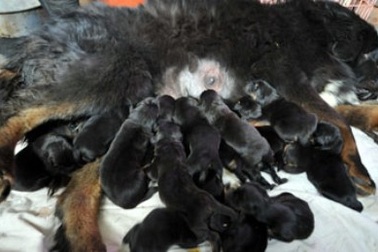 Chó mẹ đẻ 22 con một lứa