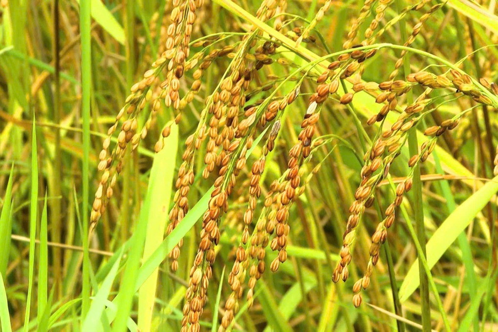 Thu “ngọc thực” trên ruộng bậc thang, nông dân vùng biên rủng rỉnh tiền - 3