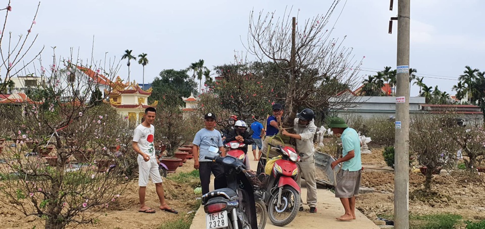 Đào thi nhau bung nở, người trồng hoa lo “mất tết” - 6 Đào thi nhau bung nở, người trồng hoa lo “mất tết” - 6