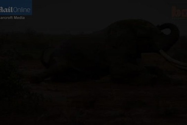 Lực lượng kiểm lâm cứu chữa kịp thời một con voi ngà dài bị bắn thuốc độc