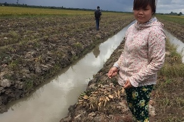 Hàng ngàn cây cam sành của dân bị đối tượng xấu phá hoại