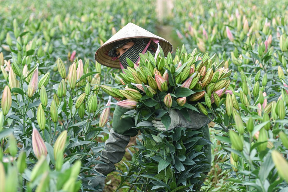 Giá hoa thấp kỷ lục, người trồng hoa Tây Tựu ngồi trên đống lửa - 3 Giá hoa thấp kỷ lục, người trồng hoa Tây Tựu ngồi trên đống lửa - 3