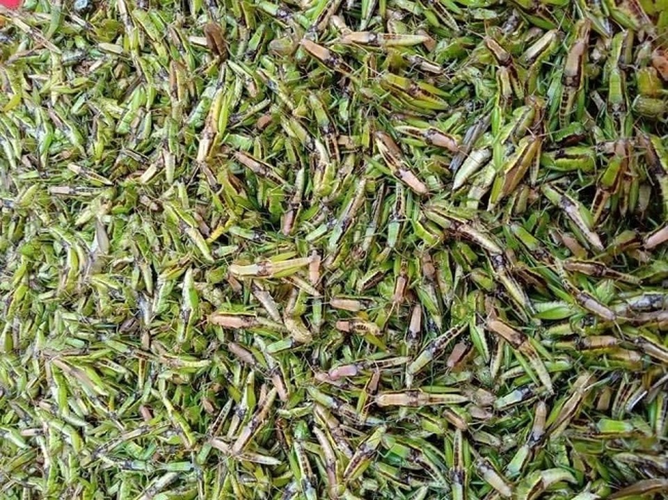 “Tôm bay” giá 250.000 đồng/kg được săn lùng, dân buôn bán cả tạ mỗi ngày - 3 “Tôm bay” giá 250.000 đồng/kg được săn lùng, dân buôn bán cả tạ mỗi ngày - 3