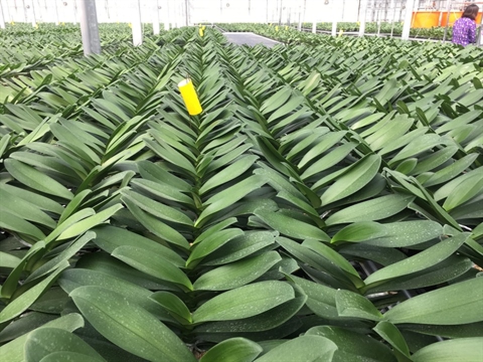 Trái đắng Phi điệp đột biến: Sắp nhiều như lan Hồ điệp - 6 Trái đắng Phi điệp đột biến: Sắp nhiều như lan Hồ điệp - 6