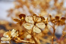 Vàng được dự báo tăng, USD tiếp tục giảm