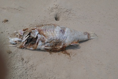 Cá biển chết tiếp tục dạt vào bờ, bốc mùi hôi thối
