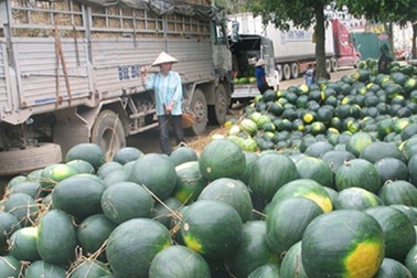 Nghịch lý trong tiêu thụ nông sản: Nội địa mua giá đắt, biên giới tắc đầu ra
