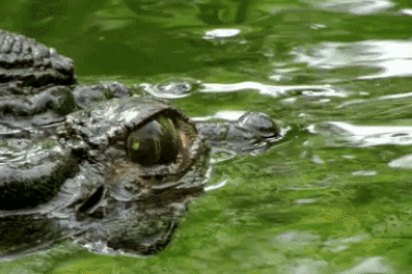 Cụ bà gần 70 tuổi bị cá sấu dài 3m tấn công và tử vong khi dắt chó đi dạo