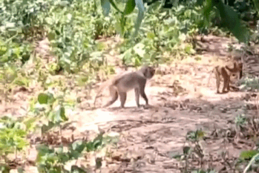 Thông tin mới về vụ đàn khỉ phá hoa màu ở Quảng Ngãi