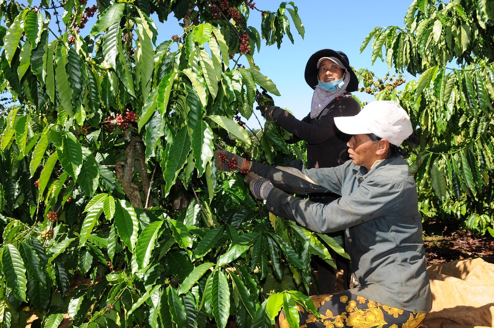 Vất vả mưu sinh bằng nghề hái cà phê thuê ở Tây Nguyên - 8