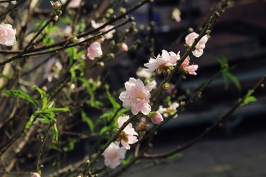 Đào bất ngờ bung nở sớm bán đầy chợ Hà Nội, giá 150 nghìn đồng/cành