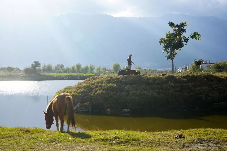 Ông bố trẻ về quê mở trang trại hàng trăm ha trồng rau, nuôi cá - 2