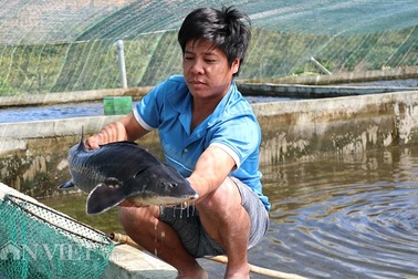 Với 70 hồ nuôi cá tầm, 1 nông dân Lâm Đồng thu tiền tỷ mỗi năm