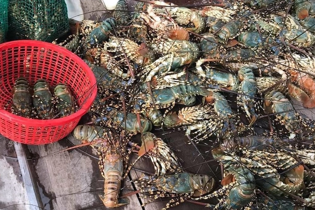 Tôm hùm sắp xuất bán bất ngờ chết hàng loạt - 1 Tôm hùm sắp xuất bán bất ngờ chết hàng loạt - 1