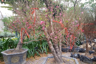 Đào Tết giá vài chục triệu đồng/cây "đi đường bộ" vào TPHCM