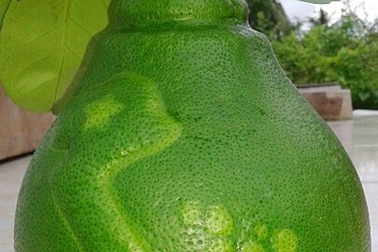 Bưởi tạo hình bản đồ Việt Nam tiền triệu được đặt hàng sớm