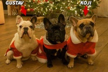 Treo thưởng 11,5 tỷ đồng, Lady Gaga nhanh chóng nhận lại được cún cưng