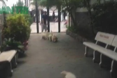 Những chú chó Alaska bụ bẫm