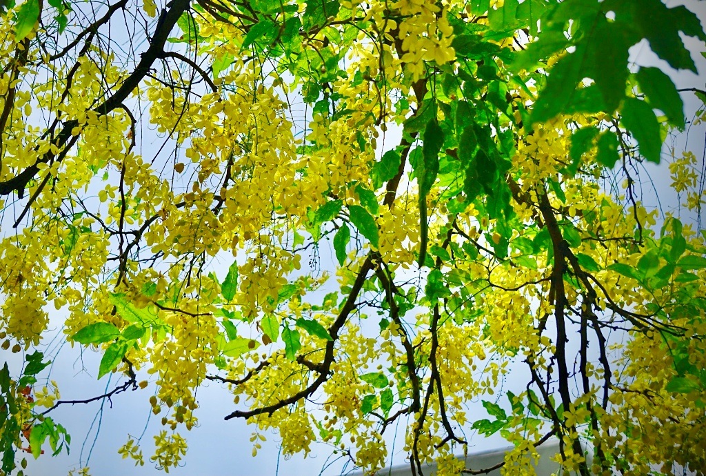 Mãn nhãn với muồng hoàng yến nở vàng rực rỡ trên phố phường xứ Thanh - 11 Mãn nhãn với muồng hoàng yến nở vàng rực rỡ trên phố phường xứ Thanh - 11