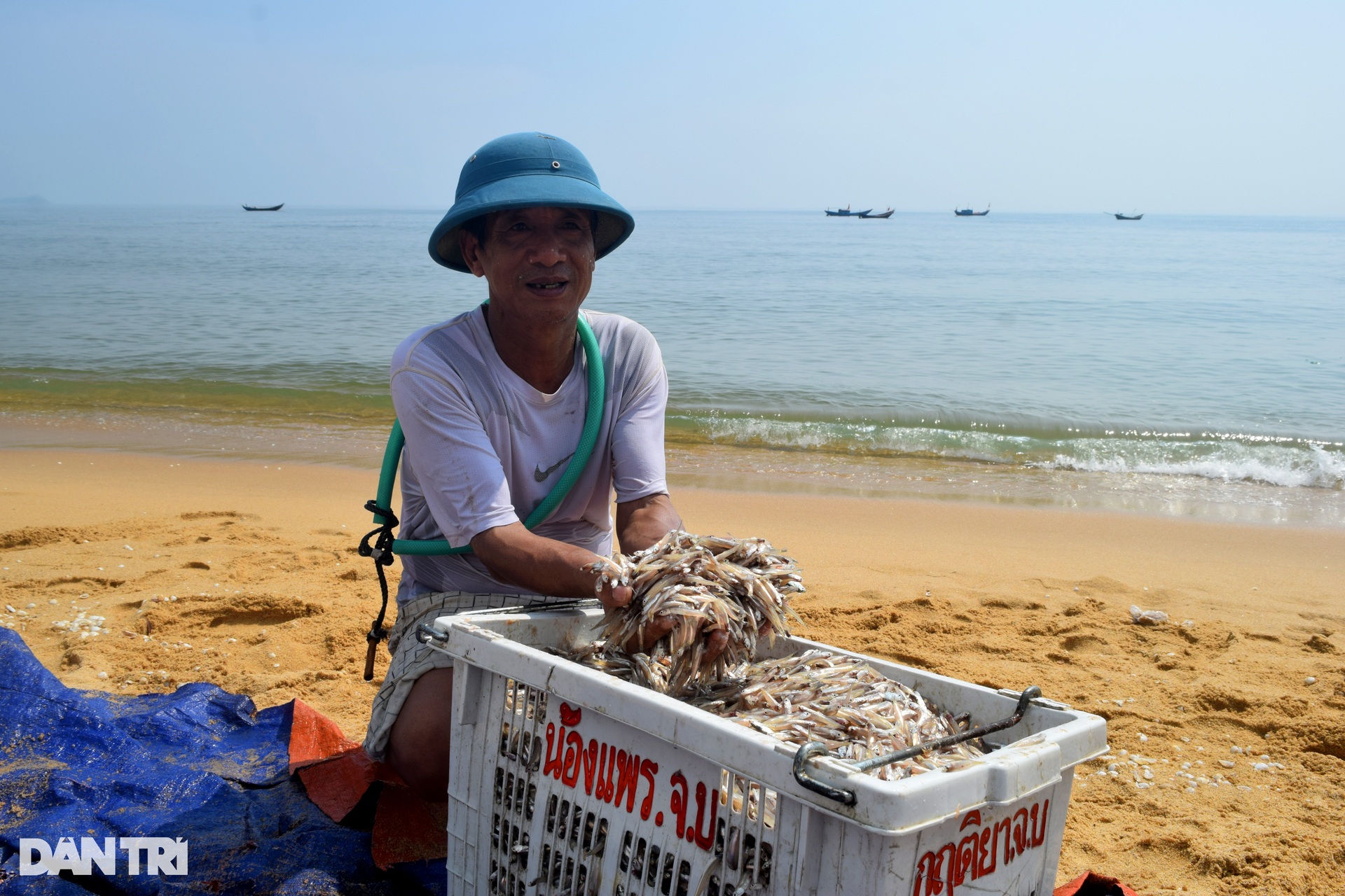 Ngư dân có tiền triệu mỗi ngày nhờ loài cá gần bằng ngón tay - 3 Ngư dân có tiền triệu mỗi ngày nhờ loài cá gần bằng ngón tay - 3
