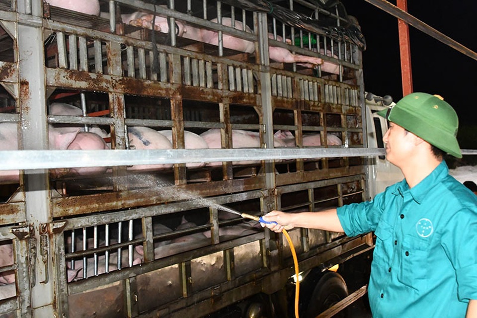 Lợn hơi giảm mạnh: Sạp chợ vẫn cố thủ giá cao, lợn quay 400 nghìn đồng/kg - 1 Lợn hơi giảm mạnh: Sạp chợ vẫn cố thủ giá cao, lợn quay 400 nghìn đồng/kg - 1