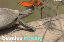 Bươm bướm uống nước mắt rùa: Bí mật đằng sau hiện tượng tự nhiên kỳ thú