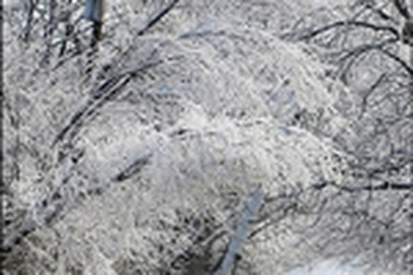 Chùm ảnh: Miền tây nước Mỹ tê liệt vì bão tuyết