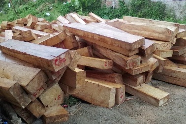 Sẽ khởi tố vụ phá rừng pơmu ở vùng biên giới